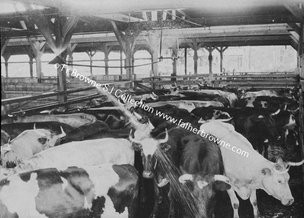 AUSTRALIAN CATTLE MARKET